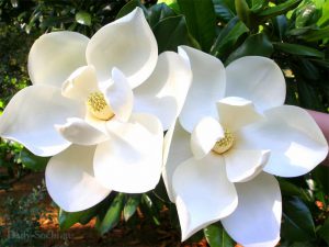 magnolia-krupnocvetkovaya
